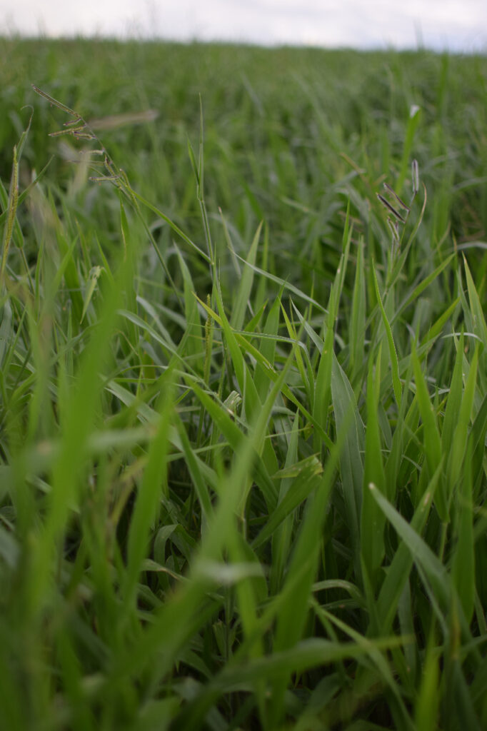 UROCHLOA RUZIZIENSIS CV RUZIZIENSIS Sementes de Pastagem Fertigrãos